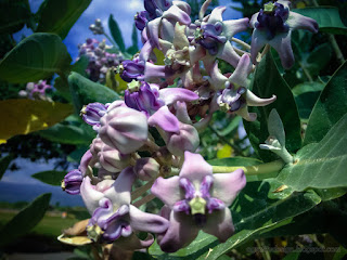 Beautiful Beach Crown Flowers And Plants Of Calotropis Gigantea At Umeanyar Village North Bali Indonesia