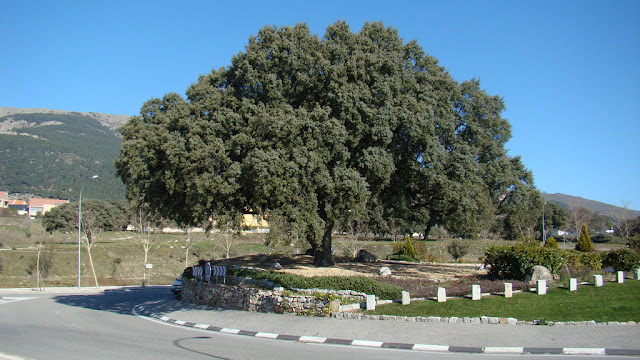 Encina (Quercus ilex L.).