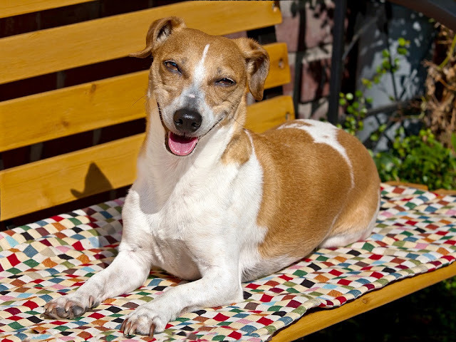 Can i give mango to my dog Clearance