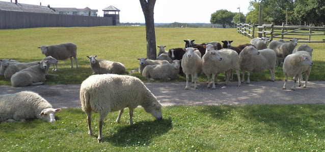 Fort Saskatchewan Sheep Herd