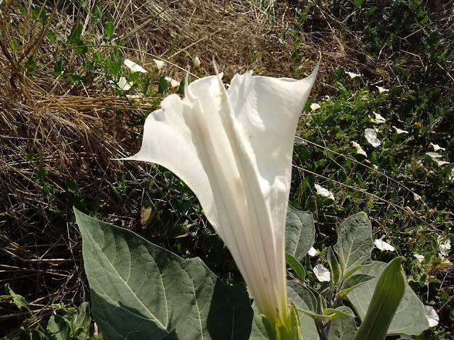 Flor grande de color blanco nacida de forma silvestre