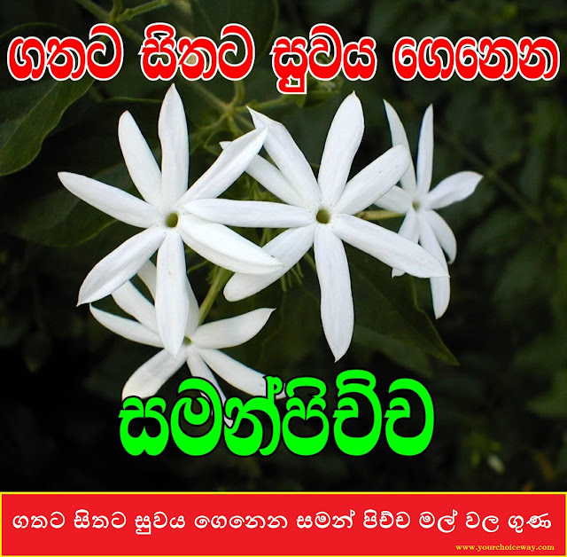 ගතට සිතට සුවය ගෙනෙන සමන් පිච්ච මල් වල ගුණ (Saman Pichcha Mal) - Your Choice Way