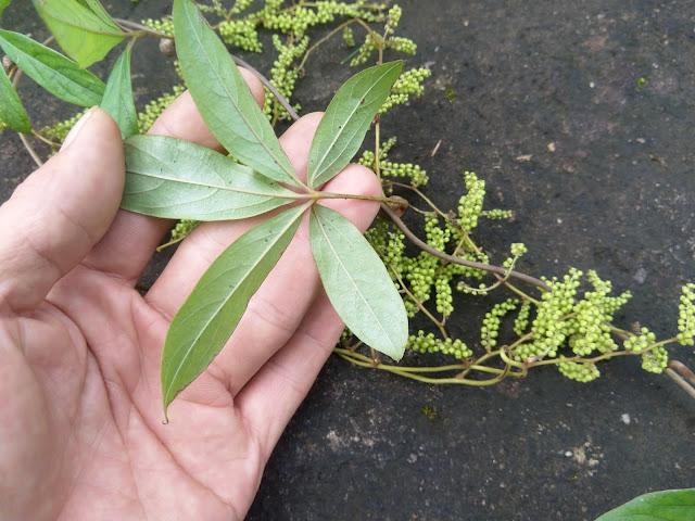 Dioscorea pentaphylla L.