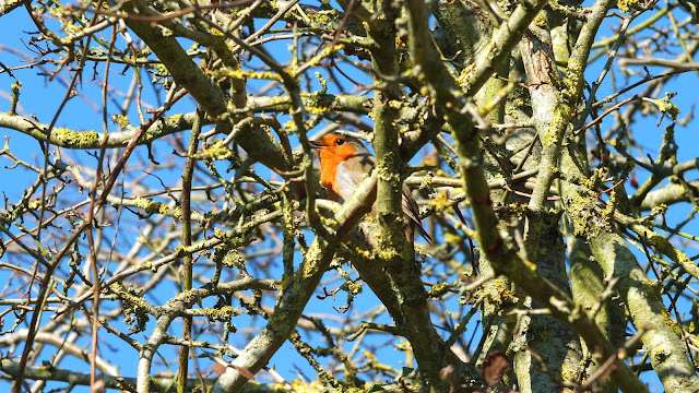 Robin at Hungerford Allotment