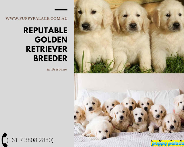 How to Find a Reputable Golden Retriever Breeder in Brisbane
