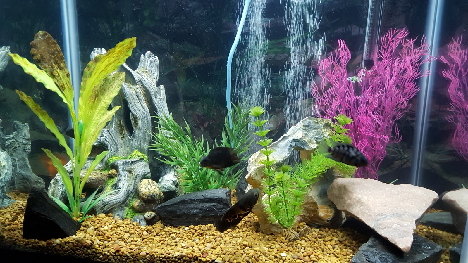 Deb's CICHLIDS 30 GALLON NEW WORLD CICHLIDS