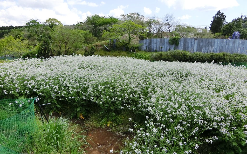 春のサイクリングで楽しめる土手の菜の花ともお別れか スピード狂の自作マニア