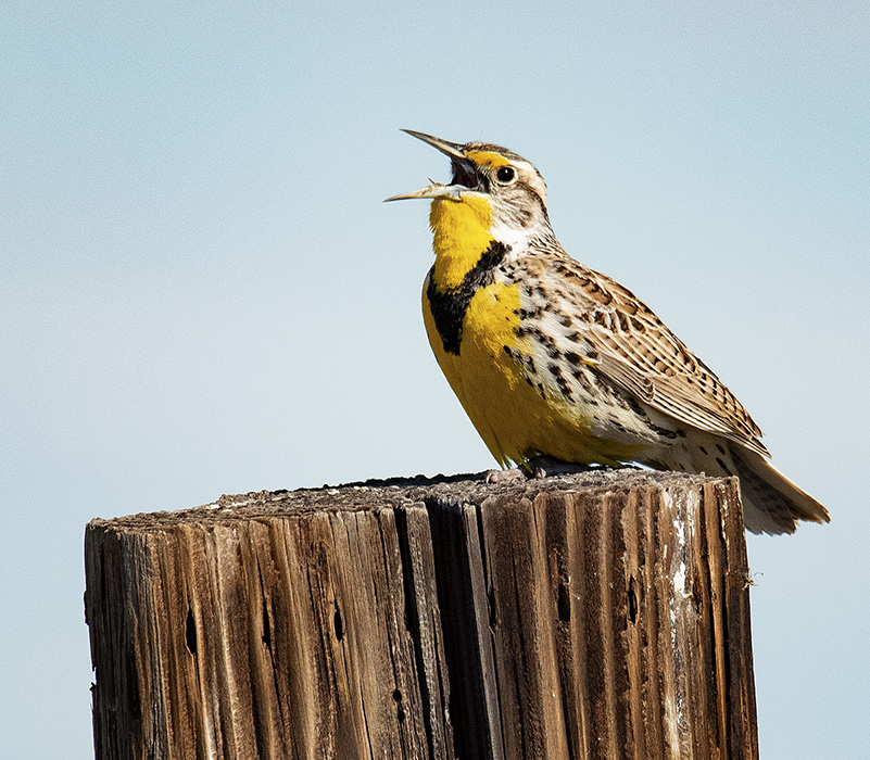 My Big Little World Western Meadowlark is Singing in the Early Morning
