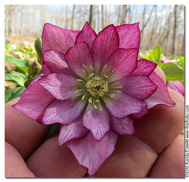 Randy & Meg's Garden Paradise Pine Knot Farms Hellebore Fest 2012