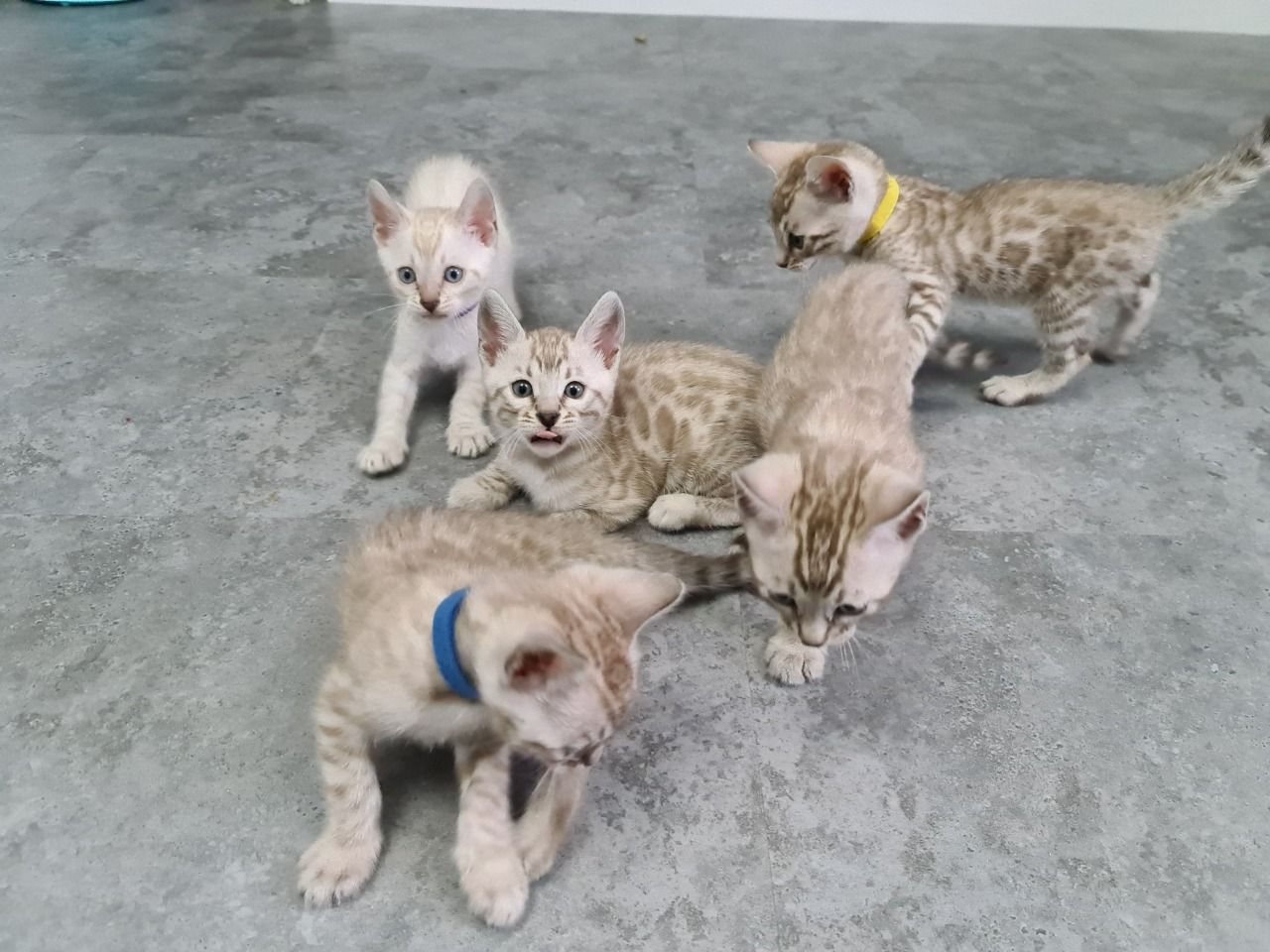 The Kuwait Cats and kittens Adoption and sales email us at