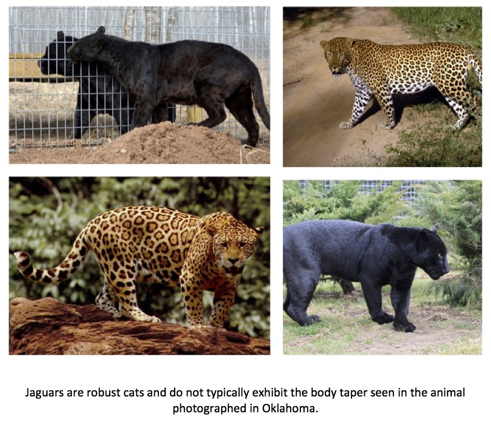 Texas Cryptid Hunter The Oklahoma "Black Panther" Photo Examined