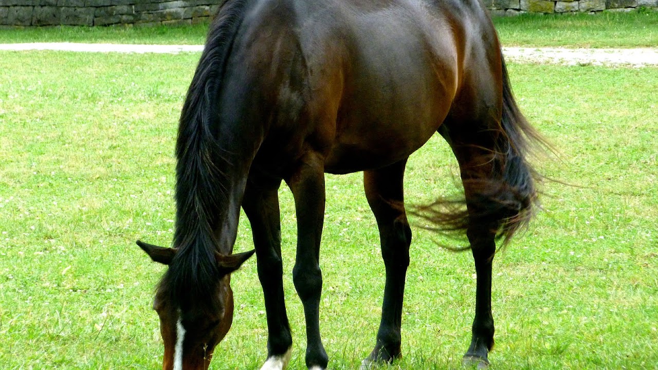 Domestication of the horse Horse Choices