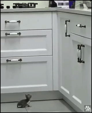 Funny Cat GIF • Tiny kitten tries repetitively to kitchen counter but fails. Never give up baby!