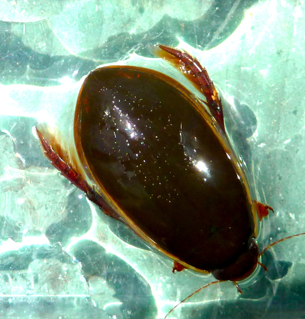 Springfield Plateau Predaceous Diving Beetle