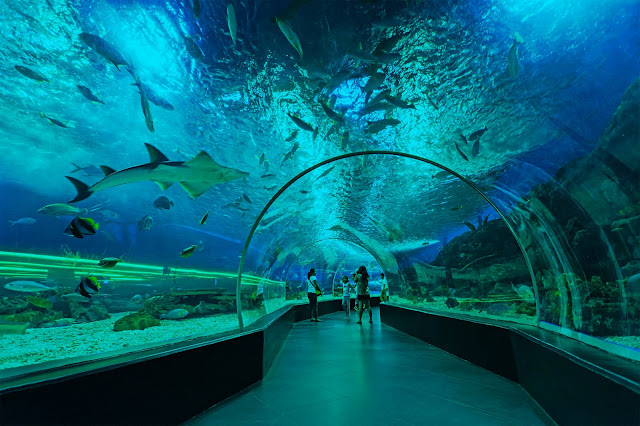 See your aquatic dreams come to life at Manila Ocean Park