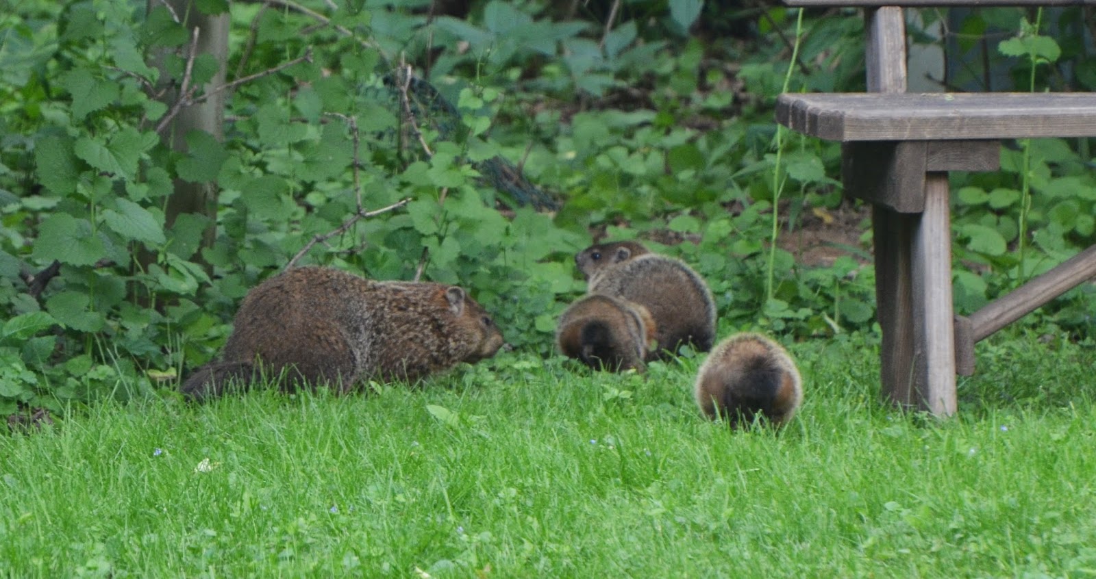 Tales From The Wilds Woodchucks at Home and at Large