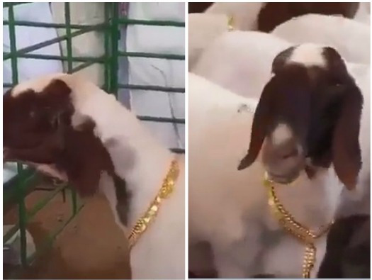 saudi prince 24k gold sheeps