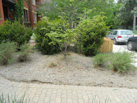 Leslieville summer garden weeding and cleanup after by Paul Jung Gardening Services Toronto