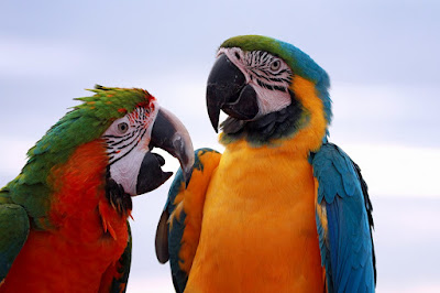 macaws parrots