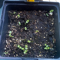 View into small square pot with dark soil and tiny green seedlings.