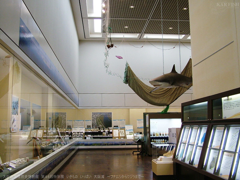 ブラジルのサメ、フィオクルスの研究でコカイン陽性反応