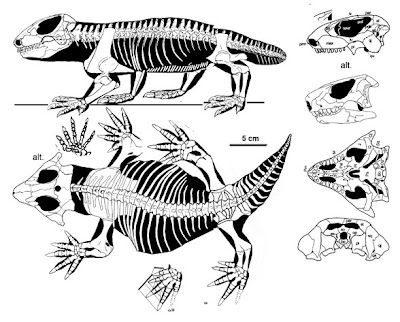 esqueleto y craneo de Procolophon