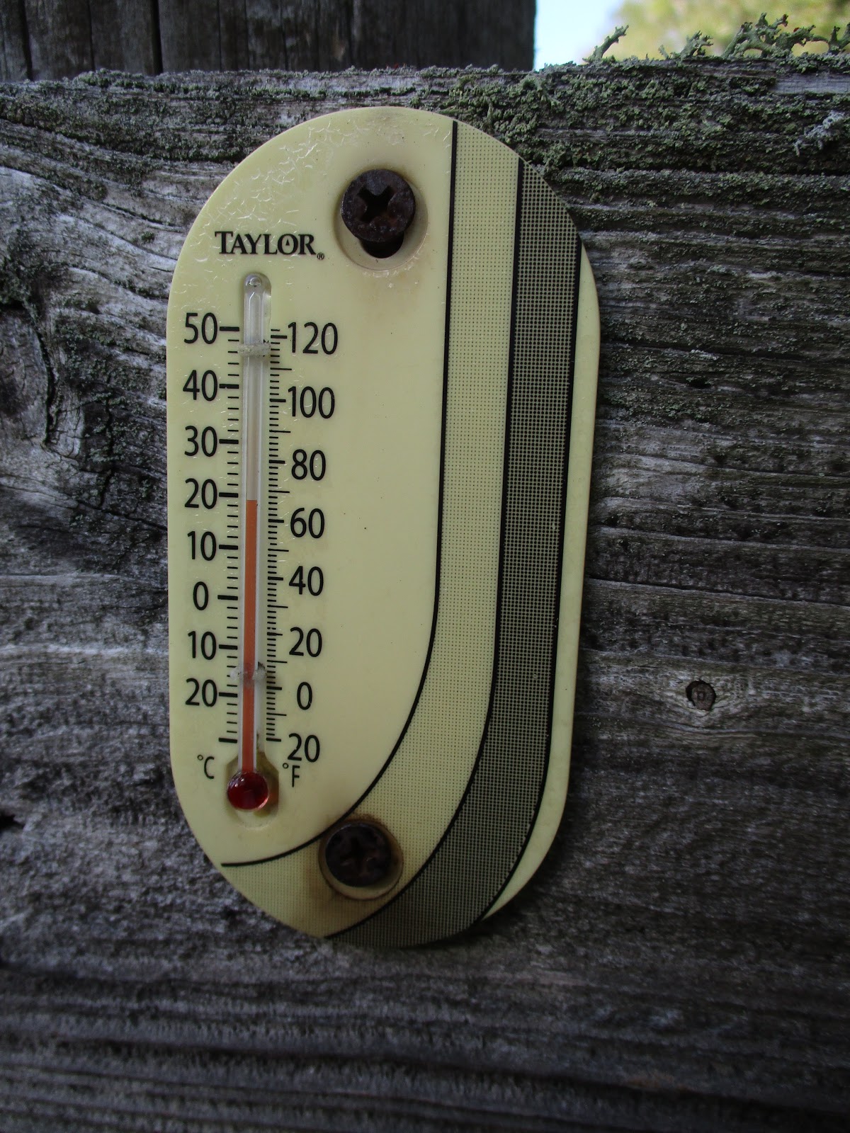 Trees Are Good First Pics of 2020! Friday January 17th... Trees Are Good!!