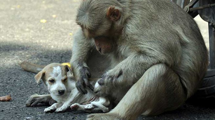 Monyet rhesus mengadopsi Anak Anjing di Erode India, video topeng monyet lucu, ciri ciri jenis monyet youtube, cerita anjingkita, gambar video anak anjing lucu, perlengkapan dan makanan anjing