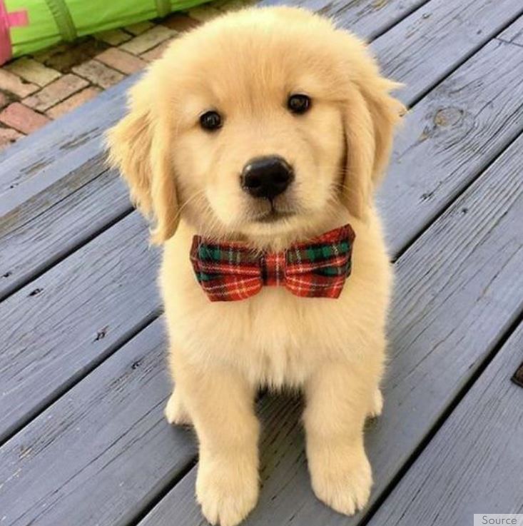 7 Unglaublich süße Golden Retriever sollen Ihren Tag glücklich machen