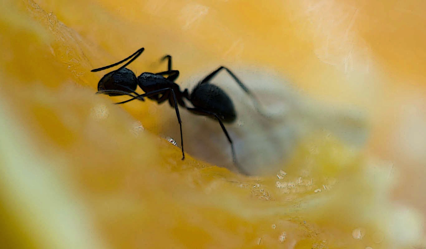 Life in a canned ham Ants and oranges