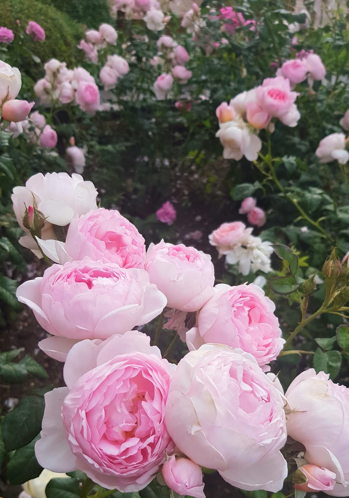 Davcid Austin English rose Scepter'd Isle in bloom in London, June 2020