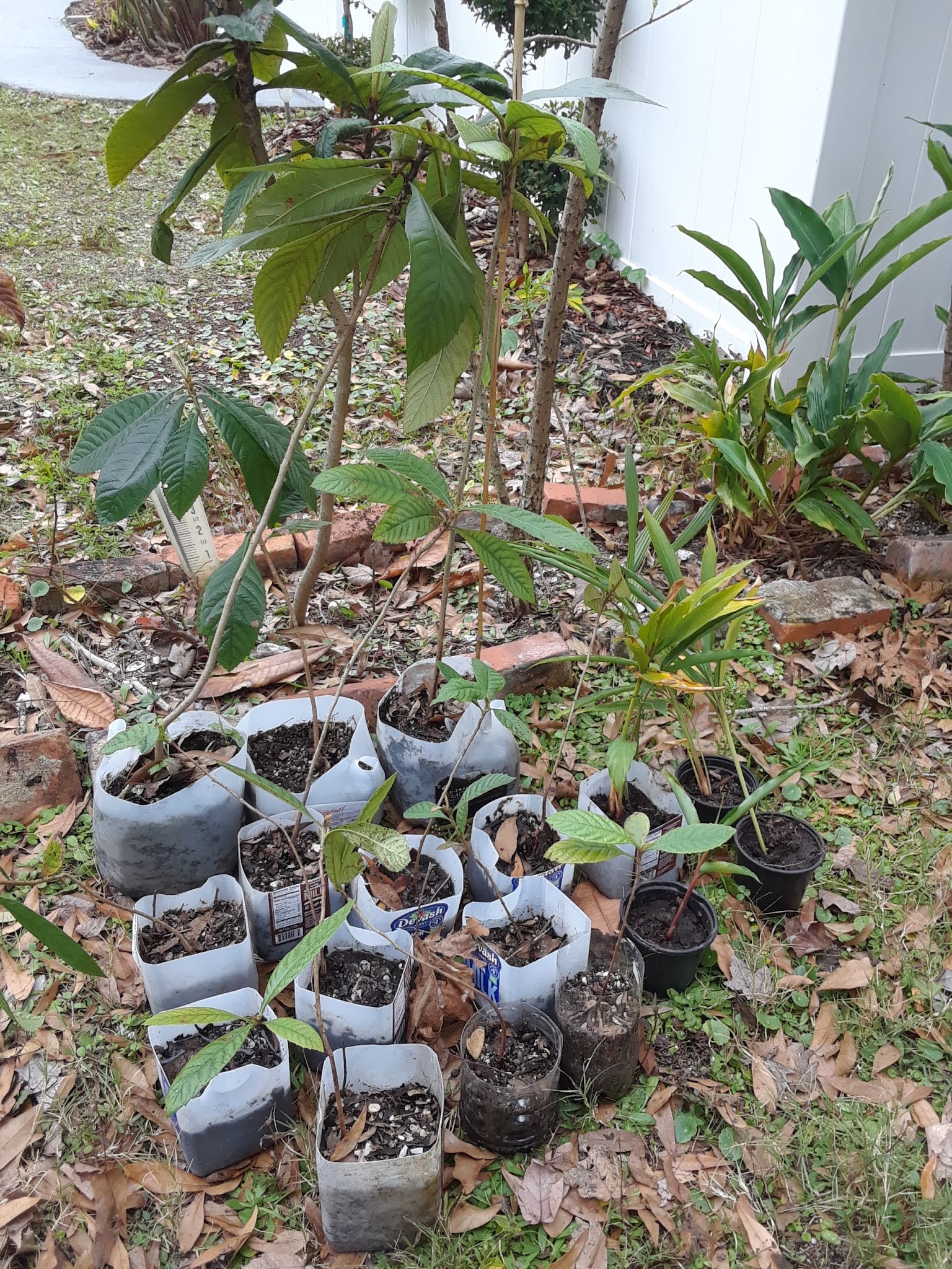 Where To Find Free Nursery Pots and Planters