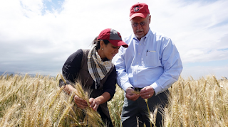 Ronnie Coffman, right, plant breeder and vice chair of the Borlaug Global Rust Initiative based at Cornell, and Maricelis Acevedo, plant pathologist and associate director for science for the Delivering Genetic Gain in Wheat project, examine wheat varieties in Ethiopia for stem and yellow rust.