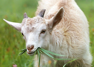 scientist names of goat