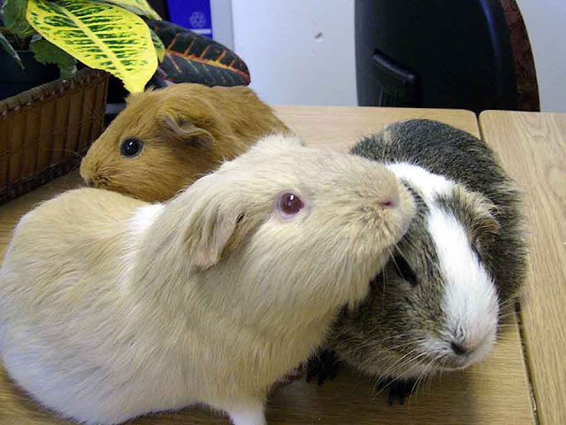giant guinea pig, guinea pig petsmart, guinea pig adoption