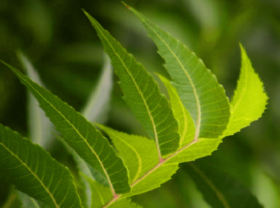 Benefits of Neem for hair, skin and health How to use neem as a natural contraceptive Benefits of Neem for hair, skin and health How to use neem as a natural contraceptive
