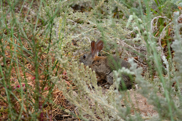 Sylvilagus bachmani Sylvilagus bachmani
