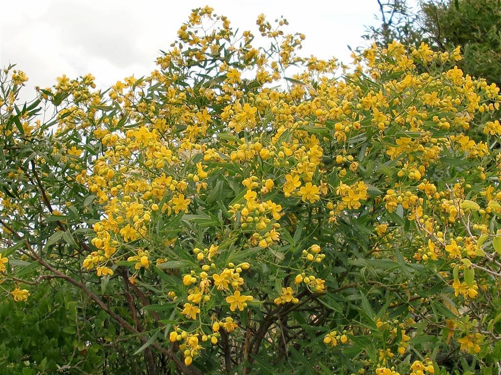 Árboles Sen del Campo