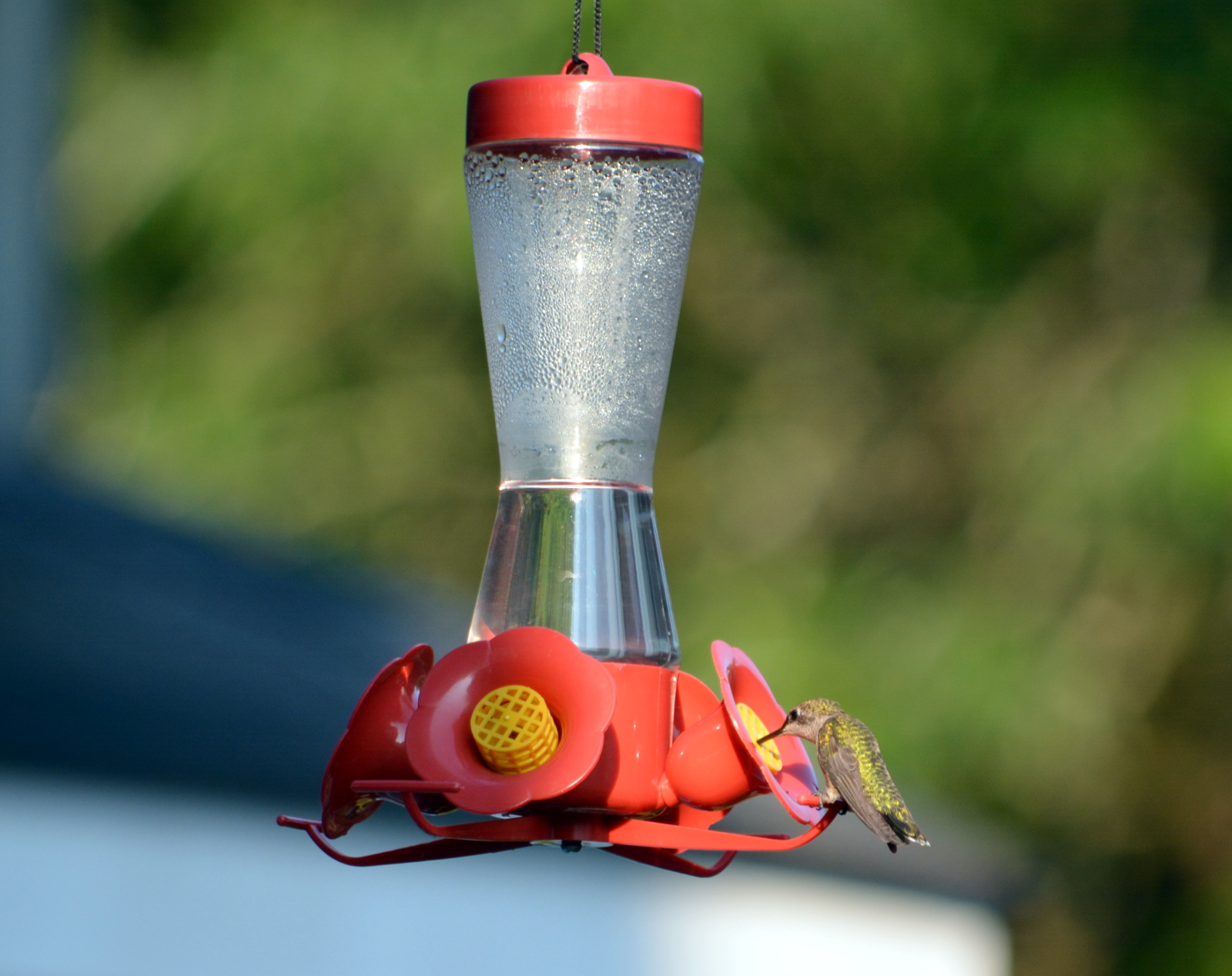 The Cozy Birdhouse Our New Outdoor Pets