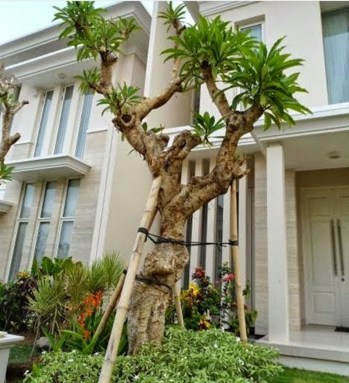 Jasa taman Yogyakarta murah - harga pembuatan taman di jogja - Garden Style