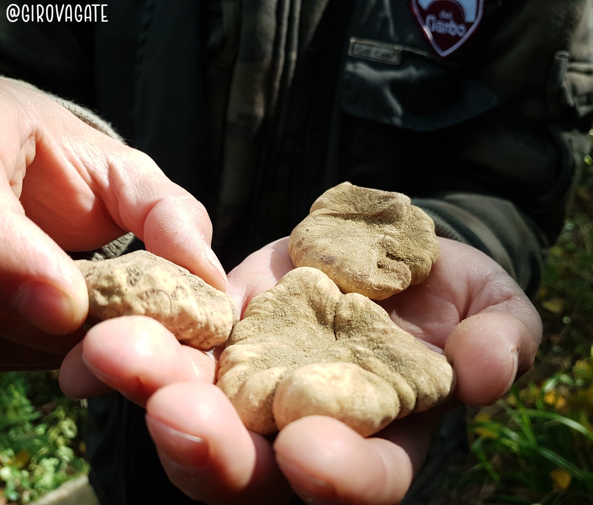 Tartufo Bianco Crete Senesi Asciano