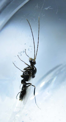 male alate or drone of Odontomachus simillimus