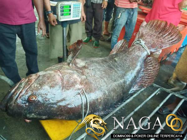 Viral  ditemukan ikan kerapu  seberat 161 Kg