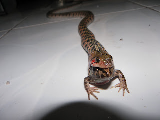 OReptile & extreme pets: Agustus 2011