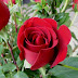 Tips dan trick budidaya bunga mawar agar cepet berbunya dan berbunga lebar, ketahui segera resepnya