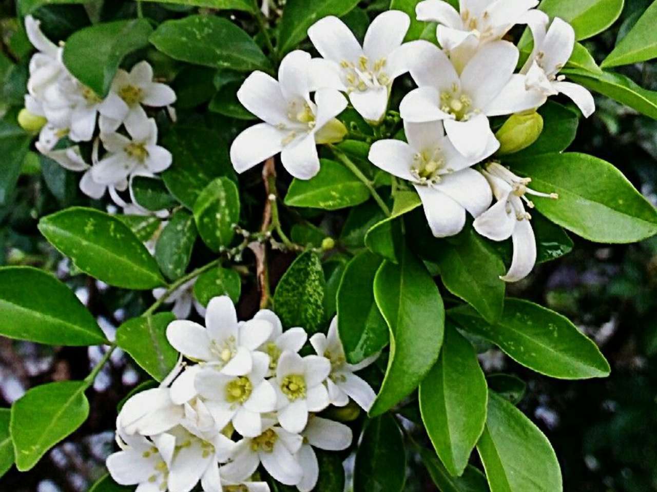 Cara Merawat Tanaman Kemuning supaya Berbunga Sepanjang Tahun - Toko