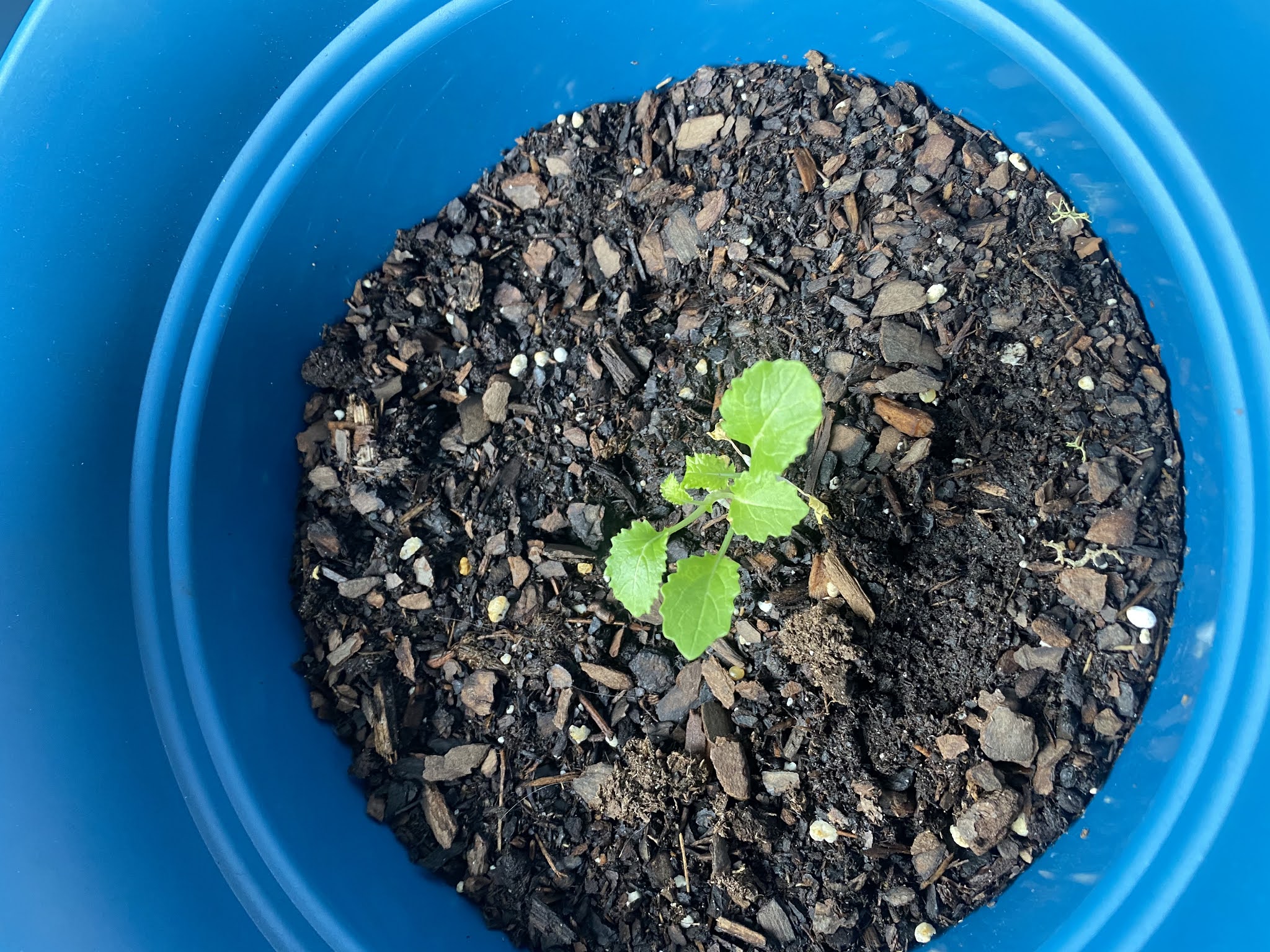 Broccoli Rabe/ Mustard Greens