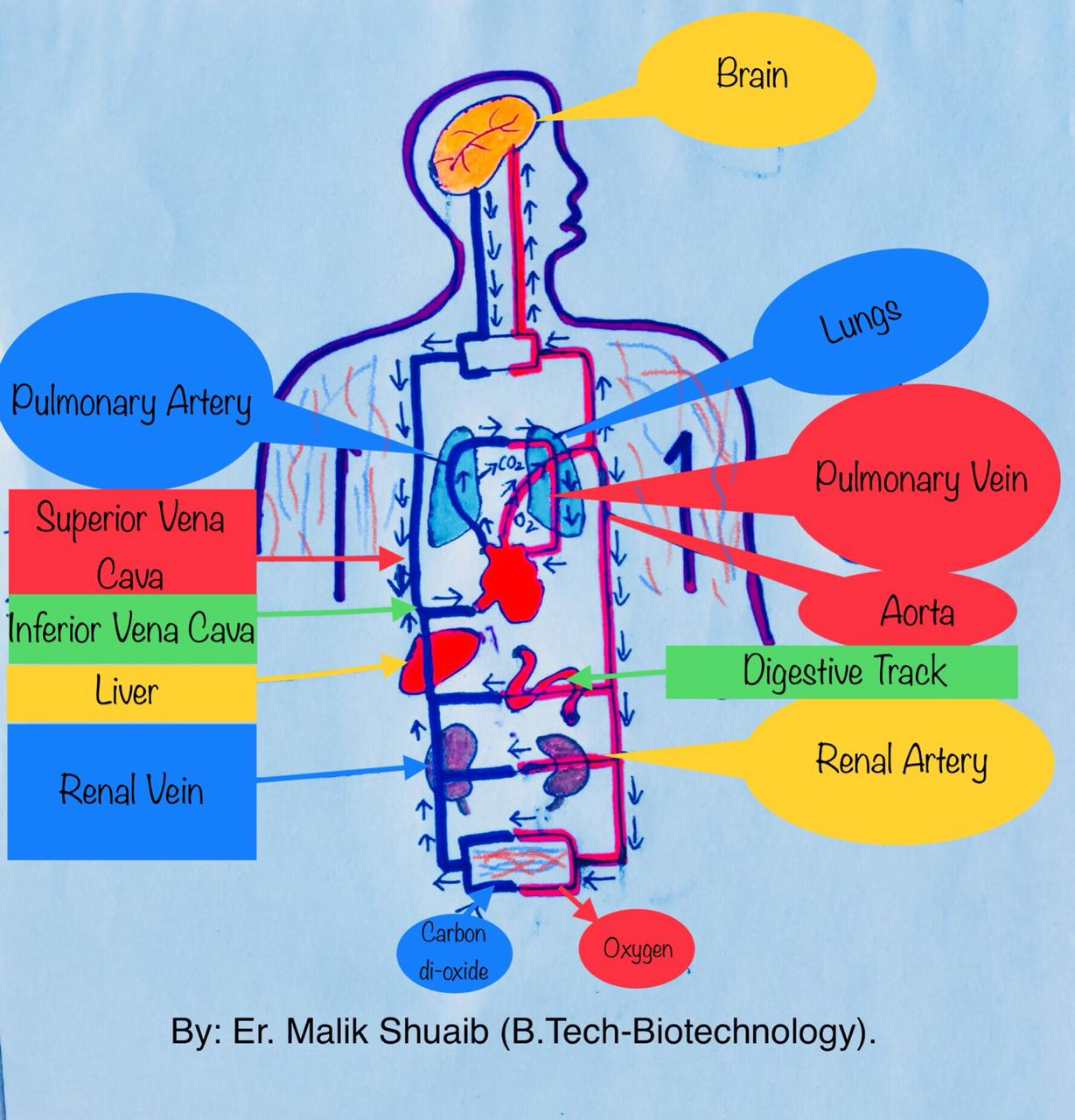 Get Human Circulatory System Free Wallpaper Human Circulatory System Desktop Wallpaper
