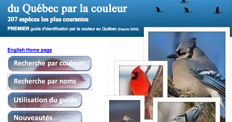 Les Oiseaux Rares 201920 Noms d'oiseaux