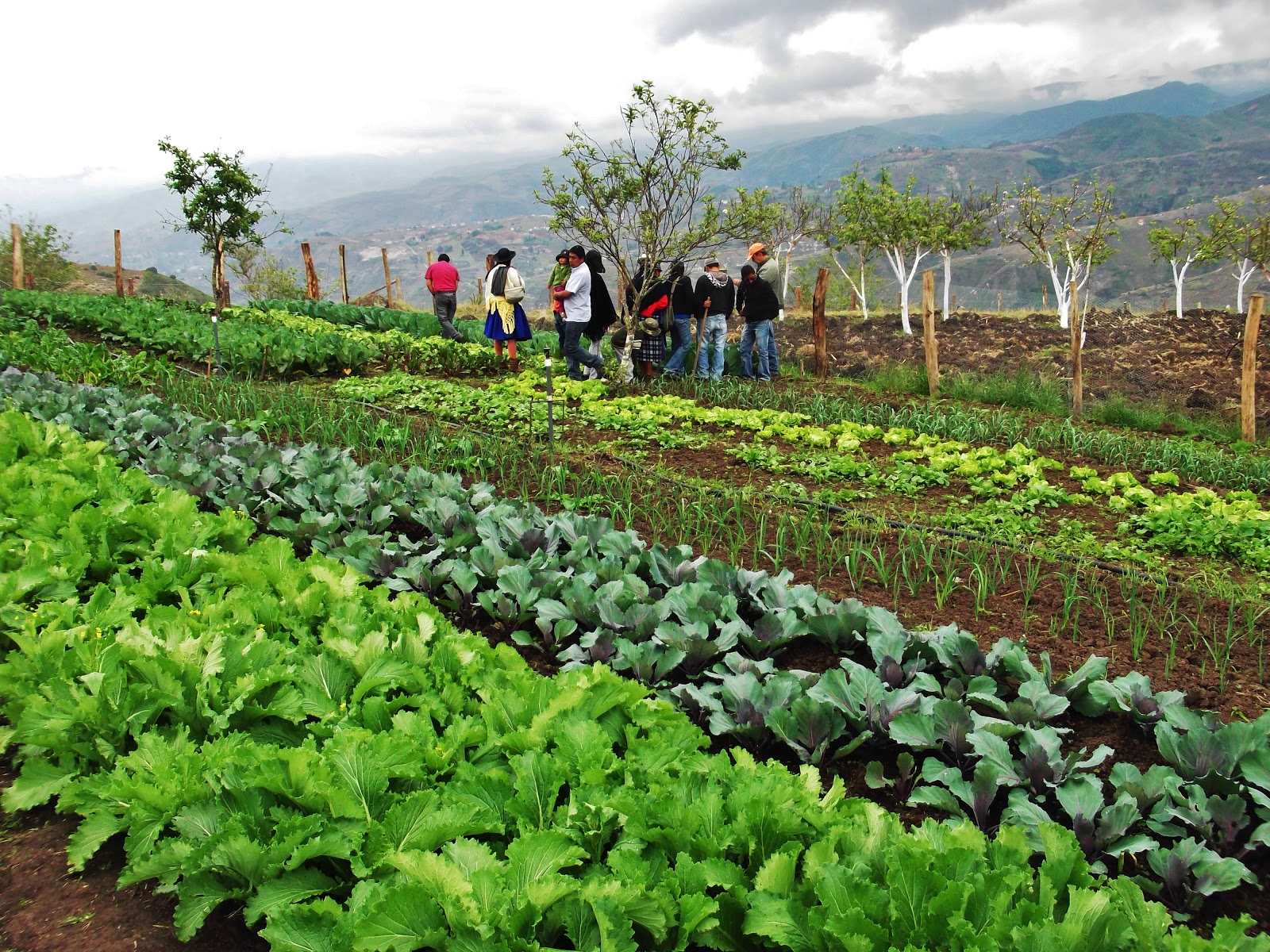Estrellas de la Cooperación Huertos Ecológicos